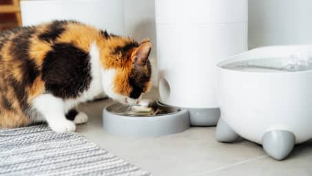 The Coolest Pet Tech Right Now